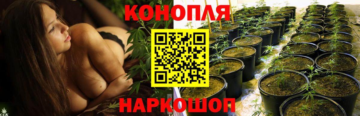 Бошки марихуана сатива Коммунар